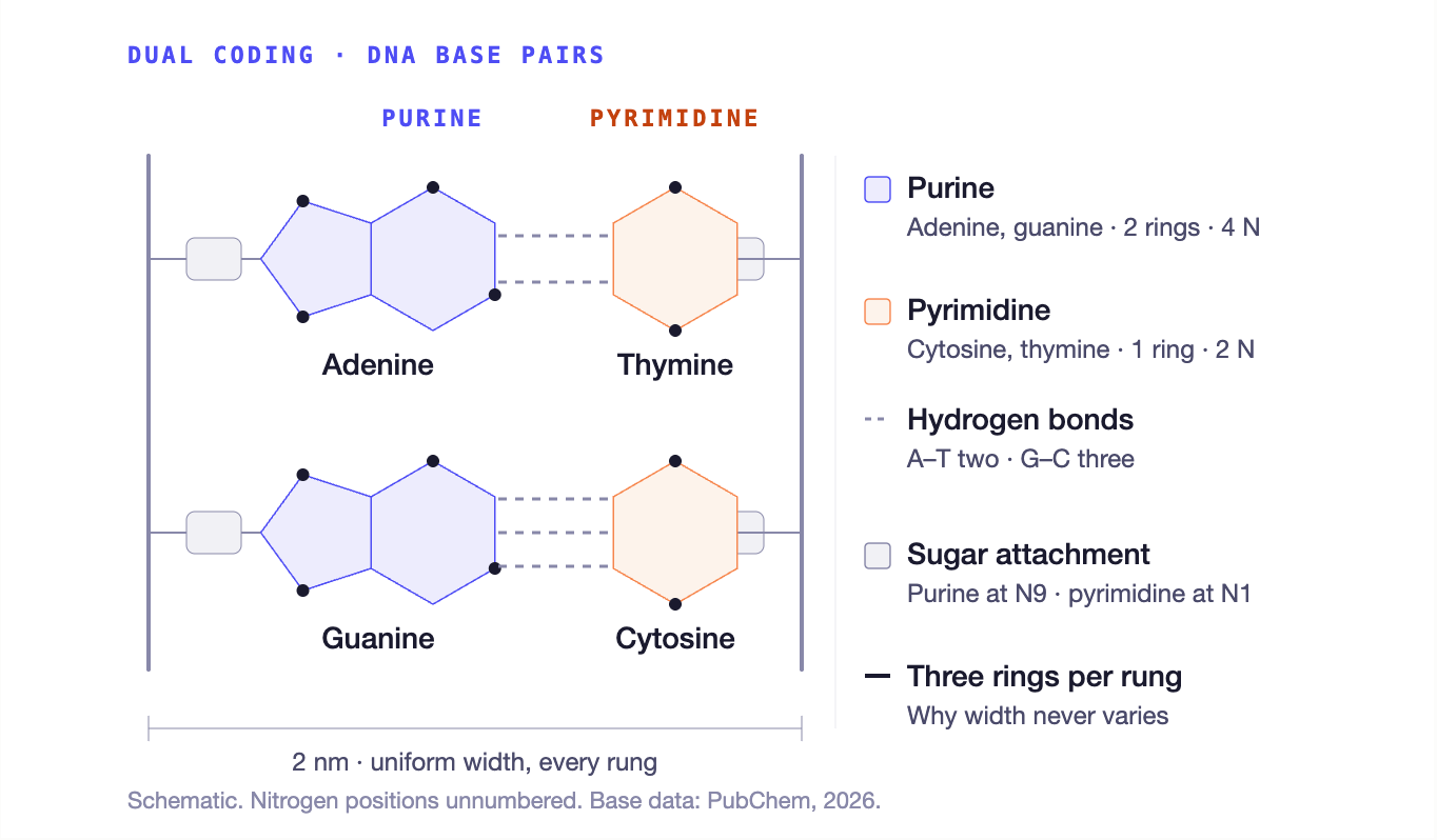 DUAL CODING · DNA BASE PAIRS